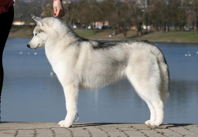 ghiblistav 15 mj.jpg